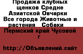 Продажа клубных щенков Средне Азиатской Овчарки - Все города Животные и растения » Собаки   . Пермский край,Чусовой г.